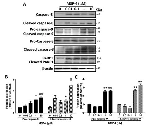 Kombinezon Baş Ağrısı Otomatik Cleaved Caspase 3 Apoptosis