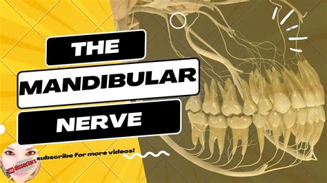 Human Anatomy Head And Neck Lectures The Mandibular Nerve YouTube