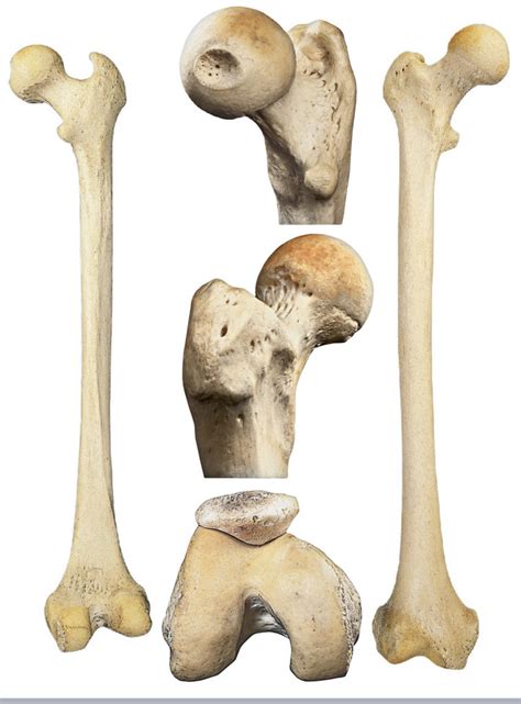 Femur Diagram | Quizlet