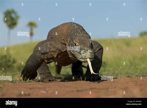 Komodo Dragon Varanus Komodoensis Using Tongue To Smell Komodo