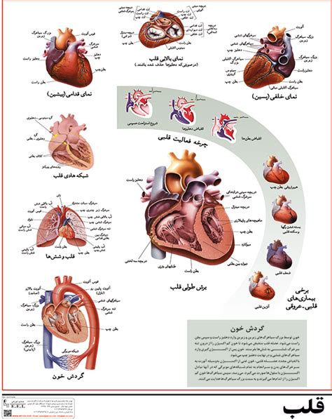 پوستر آموزشی قلب انسان دانا آزما