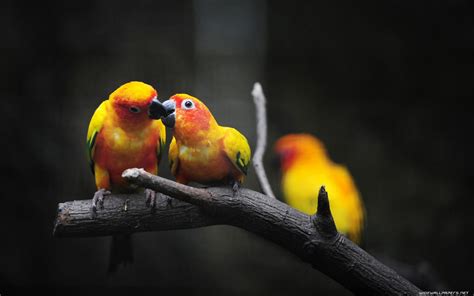 Lovebird Wallpapers Wallpapersafari