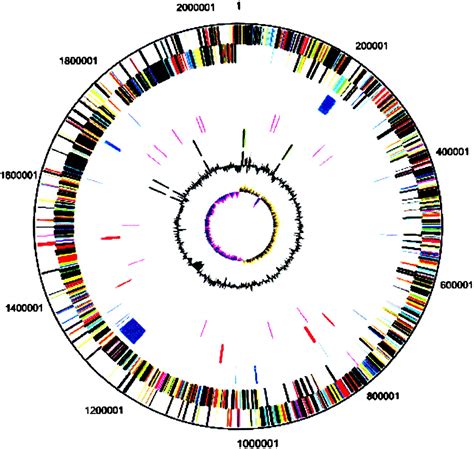 Genome Sequence Of Streptococcus Mutans Ua159 A Cariogenic Dental