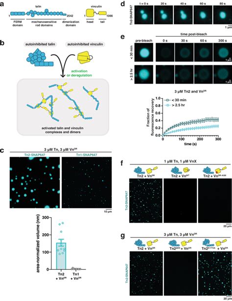 Talin Undergoes Liquid Liquid Phase Separation A Domain Schematics For