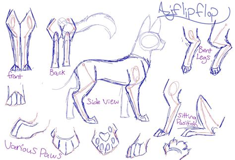 Cat Anatomy Sketch Learn How You Can Draw Different Animals Step By Step