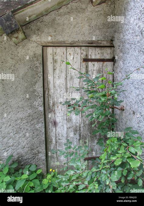 Old Wooden Doors And Bushes Stock Photo - Alamy