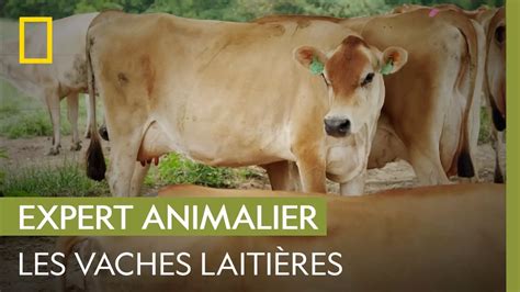 Documentaire Comment Savoir Lorsquune Vache Est En Chaleur