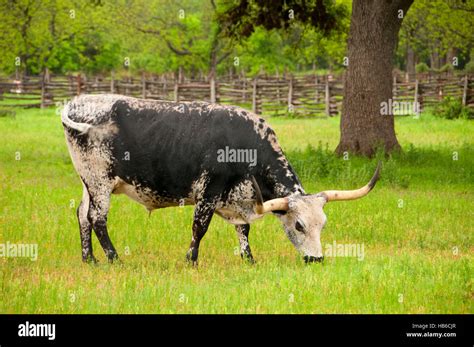 Longhorn Cattle Lyndon B Johnson National Historical Park Texas