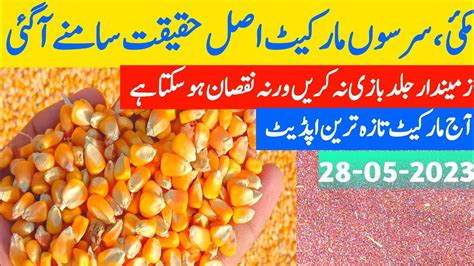 New Makki 2023 Galla Mandi Rate Today Maize Price 2023 Sarso Ka Rate