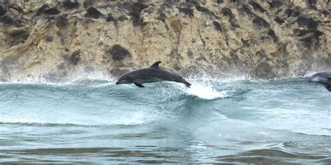 Bottlenose dolphins have migrated to the Bay Area for the first time ...