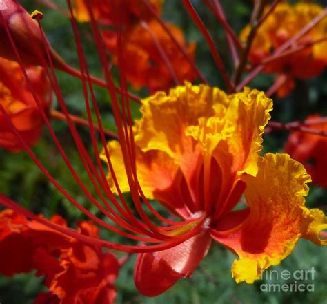 Mexican Bird Of Paradise Photograph By C Whitehawk