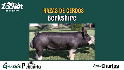 Raza de Cerdo Berkshire Principales Características