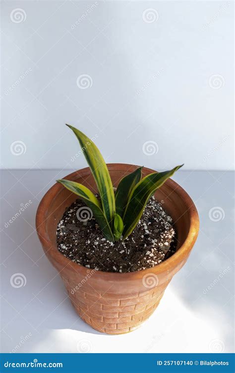 Sansevieria Gold Hahnii With A Golden Yellow And Green Color Leaves