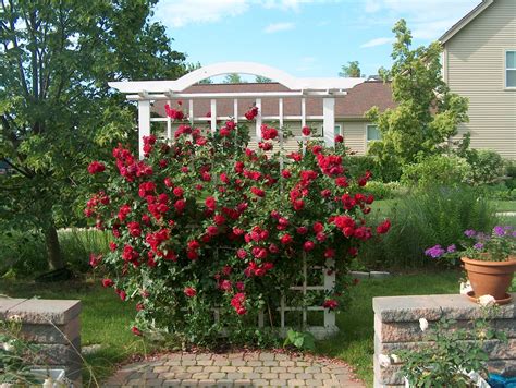 Роза квадра канадская (107 фото)