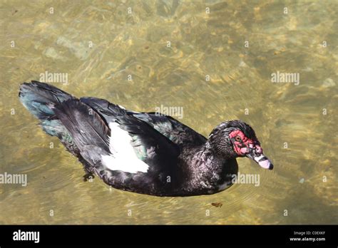 Barbary Duck Hi Res Stock Photography And Images Alamy