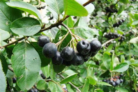 Growing Aronia Berry Bushes - Garden.eco