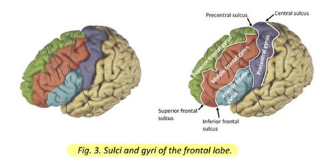 Reading 4 Part 1 Gyri And Sulci Of Frontal Lobe Flashcards Quizlet