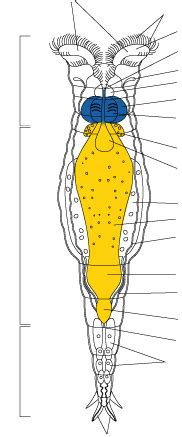 Syst Me Digestif Rotif Re Diagram Quizlet