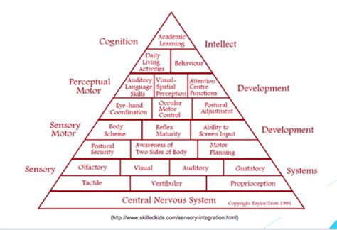 sensory integration sensory processing flashcards quizlet