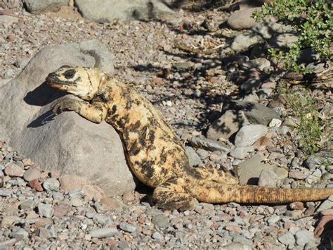 Cronicasdefauna On Twitter El De Los Reptiles Mexicanos Son