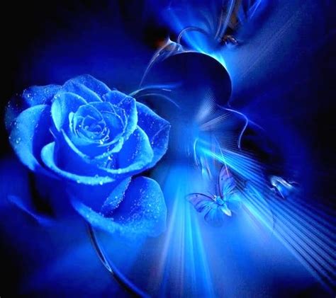 Blue Rose Blue Rose Hd Wallpaper Peakpx