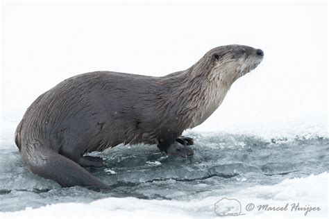 Marcel Huijser Photography Northern River Otter Lontra Canadensis