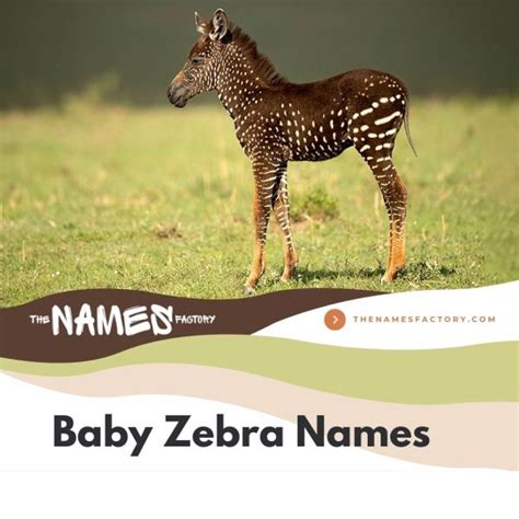 290+ Quirky Zebra Names Ideas for Your Striped Friends