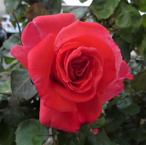 Solve Red Rose Jigsaw Puzzle Online With Pieces