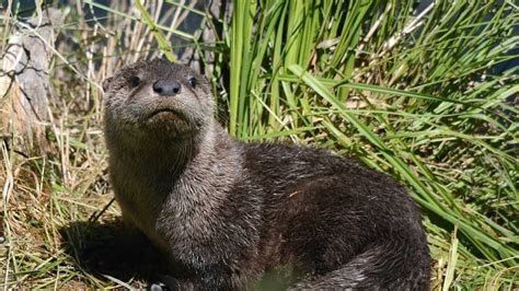 After 50 Year Ban River Otter Hunting Season Extended In Pennsylvania