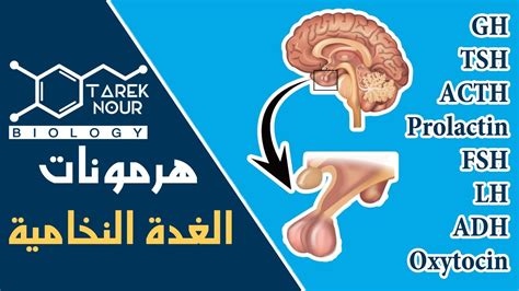 ملخص هرمونات الغدة النخامية Tarek Nour Biology Youtube