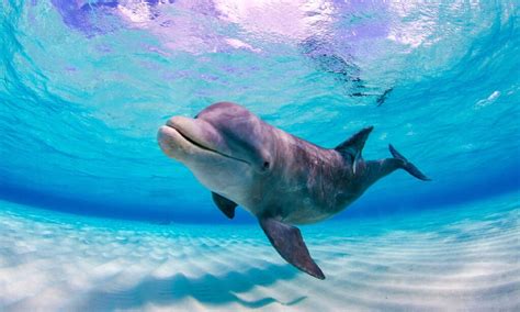 10 Incredible Dolphin Facts A Z Animals