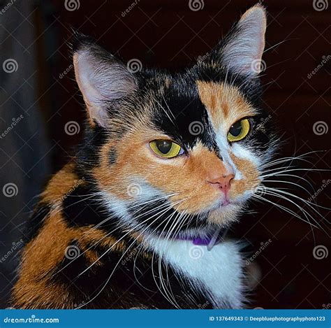 Beautiful Calico Cat Stock Image Image Of Beautiful 137649343