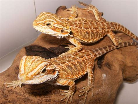 20 Different Types Of Bearded Dragons With Colors Species And