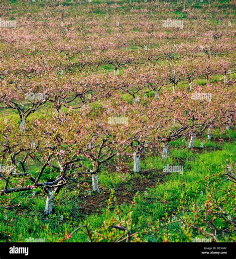 Peach trees in spring bloom, Lerew Orchards, Adams County, Pennsylvania, USA Stock Photo - Alamy