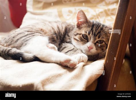 Young cute cat sleeping on the couch Stock Photo - Alamy