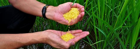 Golden Rice Faqs International Rice Research Institute