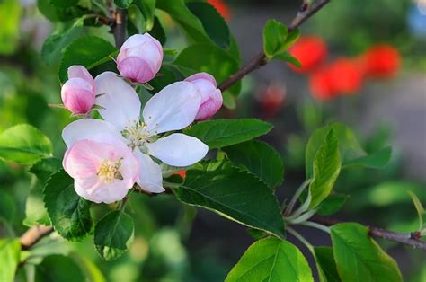 Flores blancas con pétalos y estambres en una rama de manzana follaje