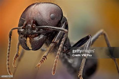 78 Huge Mandibles Stock Photos, High-Res Pictures, and Images - Getty Images