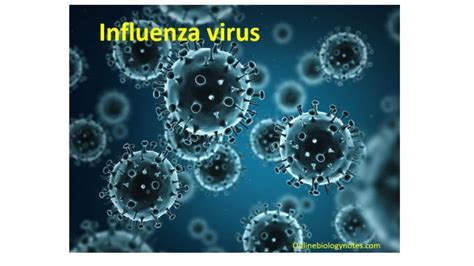 Influenza Virus Structure Types Nomenclature Transmission Pathogenesis Diseases Diagnosis