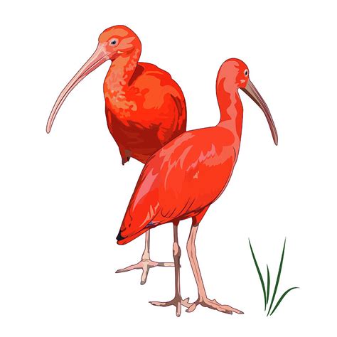 Two Scarlet Ibises Vector Digital Art By Geek Fineart