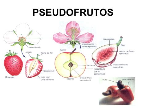 Pseudofruto O Que Caracter Sticas Classifica O Exemplos