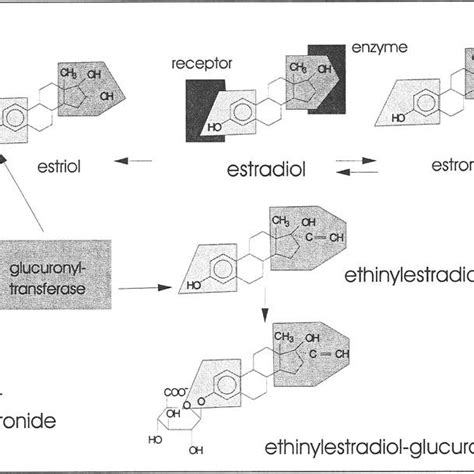 Comparison Of The Main Metabolic Pathways Of Estradiol And