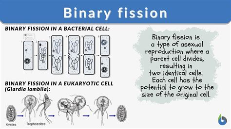 Binary fission - Definition and Examples - Biology Online Dictionary