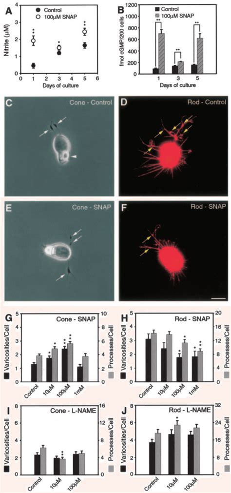 The No Donor Snap Or Nos Inhibitor L Name Increased And Decreased