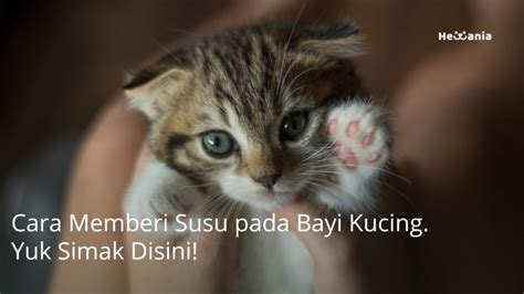 7 Cara Memberi Susu Pada Bayi Kucing Yuk Simak Hewania