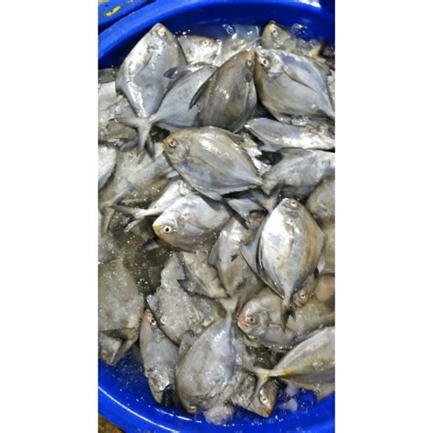 Jual Ikan Bawal Laut Segar Fresh 500gr 1kg Shopee Indonesia