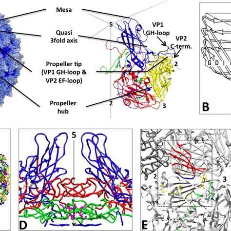 Structural features of poliovirus. (A, left) Radial-depth-cued (regions ...