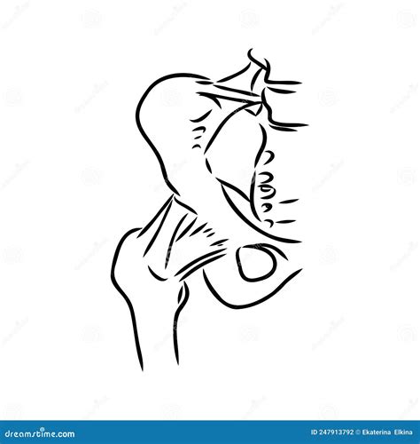 Hip Bone Line Icon Vector Illustration Logo Design. Stock Vector