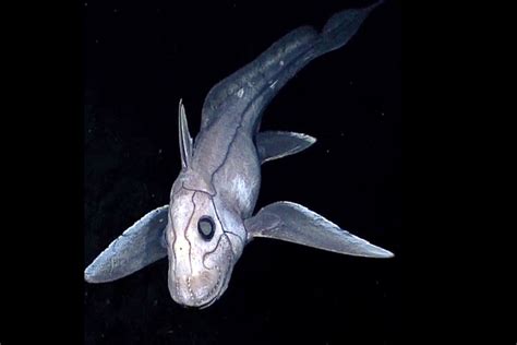 New 'Ghost Shark' Species With Giant Eyes Found Thousands of Feet Deep - Newsweek