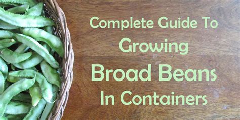 Guide To Growing Broad Beans In Containers Urban Farming